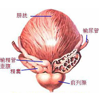 360°全面解析：精囊炎