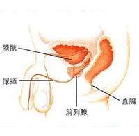 360°全面解析：膀胱炎