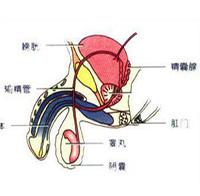 360°全面解析：早泄