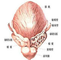 360°全面解析：前列腺炎